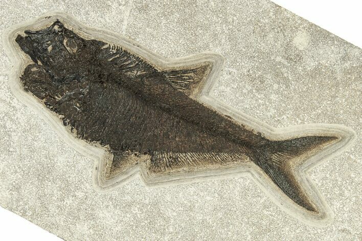 Detailed Fossil Fish (Diplomystus) - Green River Formation #251892